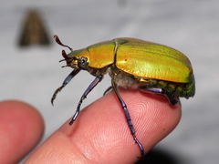 Chrysina beyeri