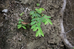 Hypericum geminiflorum