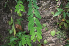Hypericum geminiflorum