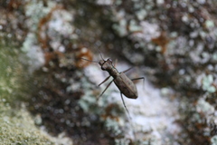 Cylindera
