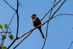 Lanius schach schach