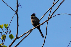 Lanius schach schach