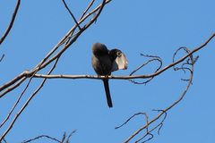 Lanius schach schach