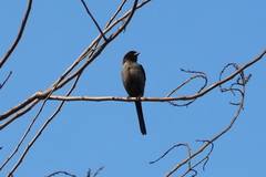 Lanius schach schach