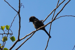 Lanius schach schach