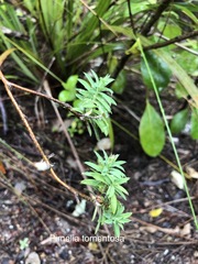 Pimelea tomentosa