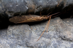 Corydalus bidenticulatus