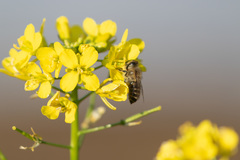 Apis cerana japonica