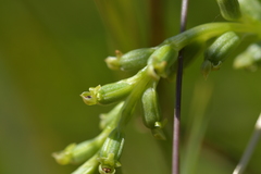 Microtis unifolia