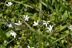 Lobelia angulata