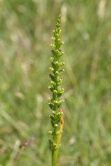 Microtis unifolia