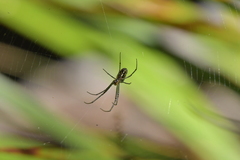 Leucauge dromedaria