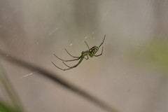 Leucauge dromedaria