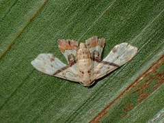 Holocryptis