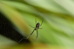 Leucauge dromedaria
