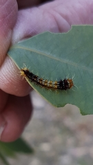 Opodiphthera eucalypti