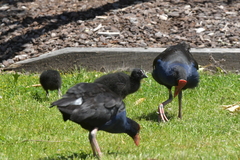 Porphyrio melanotus melanotus