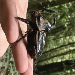 Trichogomphus simson