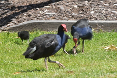 Porphyrio melanotus melanotus