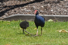Porphyrio melanotus melanotus