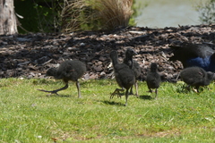 Porphyrio melanotus melanotus