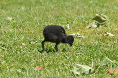 Porphyrio melanotus melanotus