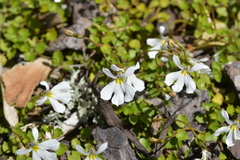 Lobelia angulata