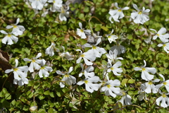Lobelia angulata