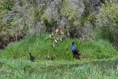 Porphyrio melanotus melanotus