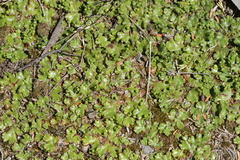 Marchantia