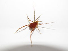 Pachyloides thorellii