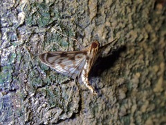 Rhimphalea