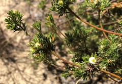 Phyllota pleurandroides