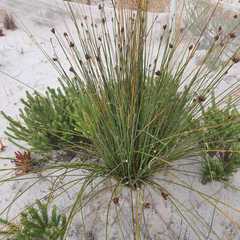 Hellmuthia membranacea