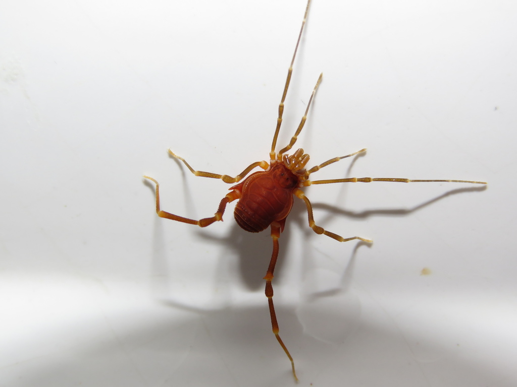 Pachyloides thorellii