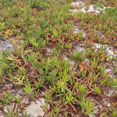 Carpobrotus edulis edulis