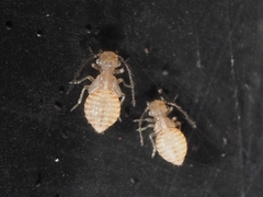 Ectopsocidae
