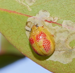 Paropsisterna fastidiosa
