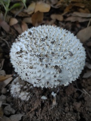 Saproamanita vittadinii
