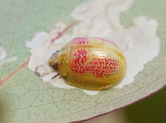 Paropsisterna fastidiosa