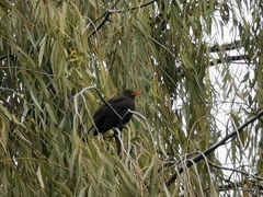 Turdus mandarinus