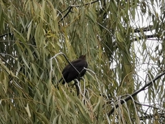 Turdus mandarinus