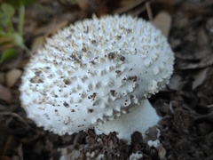 Saproamanita vittadinii