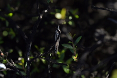 Orocrambus flexuosellus