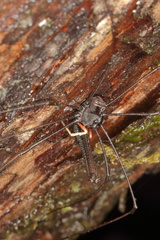 Enantiobuninae