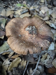 Inosperma adaequatum