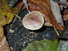 Basidiomycota