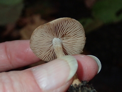 Basidiomycota