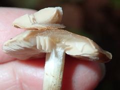 Basidiomycota