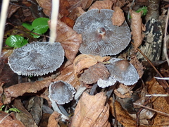 Basidiomycota